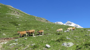 Картинка животные коровы +буйволы горы