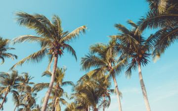 Картинка природа деревья пальмы paradise лето beach palms пляж seascape небо beautiful берег summer tropical
