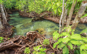 Картинка природа реки озера beautiful emerald река landscape лес мангровый lake tree тропический forest mangrove озеро tropical