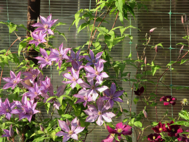 Обои картинки фото цветы, клематис , ломонос, лето, 2018