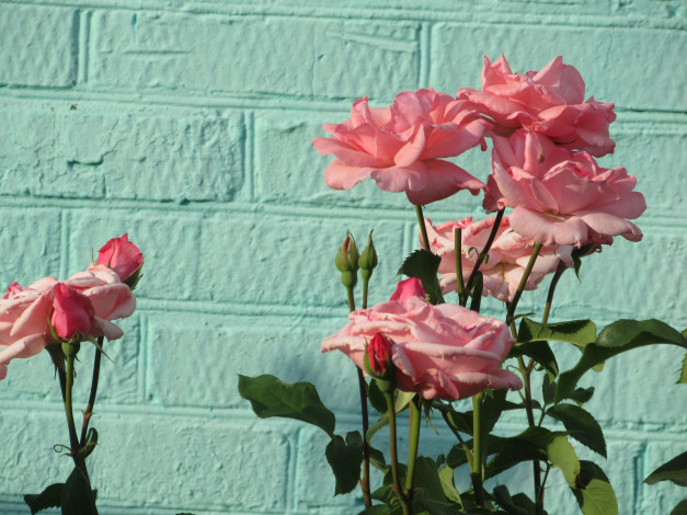 Обои картинки фото цветы, розы, весна, 2018