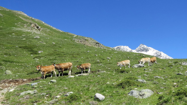 Обои картинки фото животные, коровы,  буйволы, горы