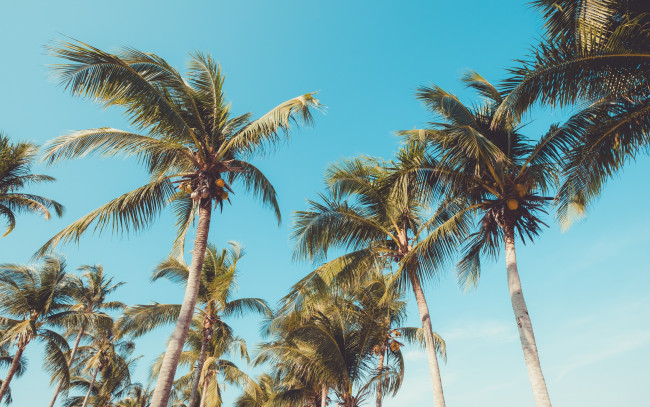 Обои картинки фото природа, деревья, пальмы, paradise, лето, beach, palms, пляж, seascape, небо, beautiful, берег, summer, tropical