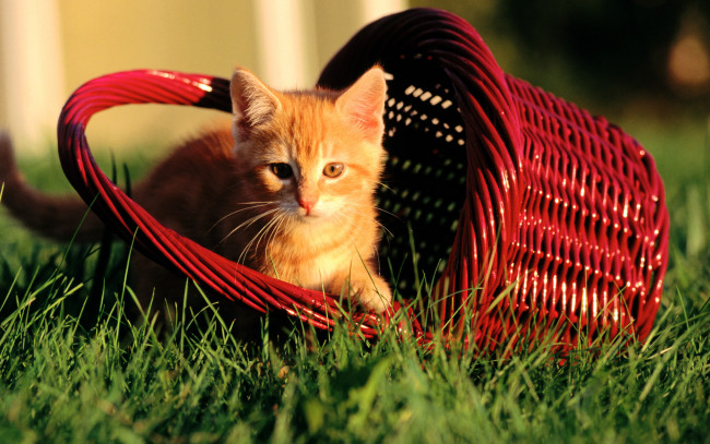 Обои картинки фото животные, коты, рыжий, котенок, корзина, трава, лужайка