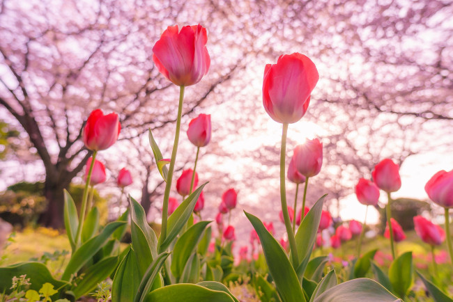Обои картинки фото цветы, тюльпаны, цветение, весна, деревья