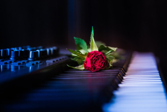 Обои картинки фото музыка, -музыкальные инструменты, цветок, клавиши