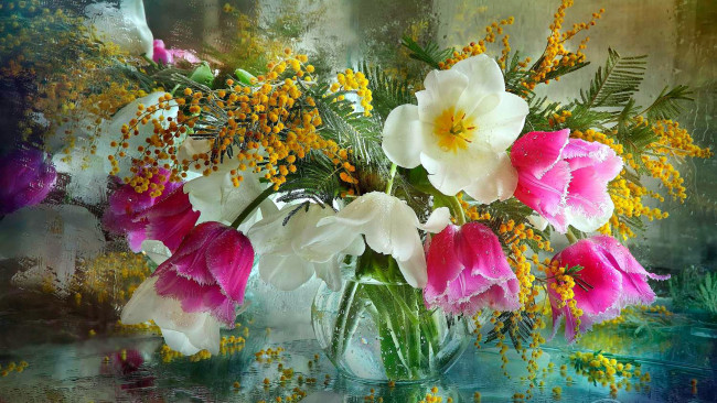 Обои картинки фото цветы, букеты,  композиции, мимоза, тюльпаны