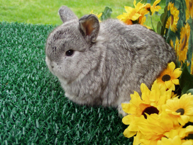 Обои картинки фото кролик, животные, кролики, зайцы