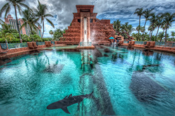 Картинка nassau bahamas интерьер бассейны открытые площадки акула бассейн пальмы atlantis hotel багамские острова нассау