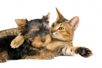 Картинка животные разные вместе щенок собака кошка кот друзья