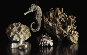 Картинка разное ракушки кораллы декоративные spa камни ракушка морской конек