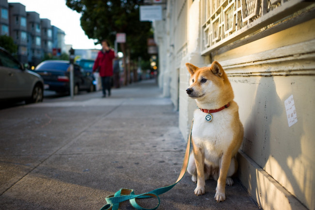 Обои картинки фото животные, собаки, улица, собака