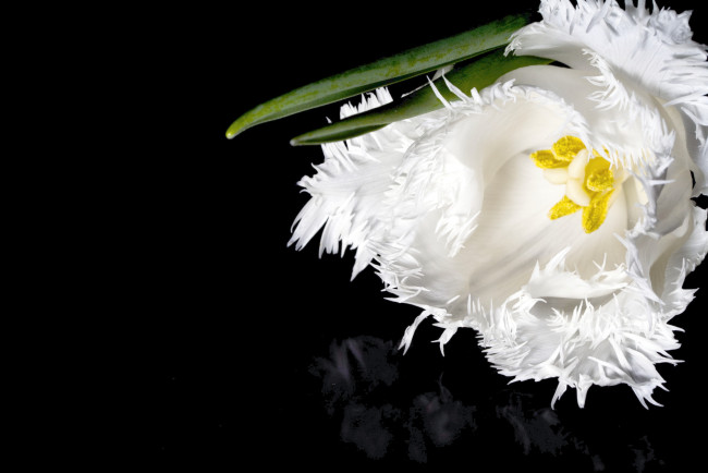 Обои картинки фото цветы, тюльпаны, бахрома, белый, макро