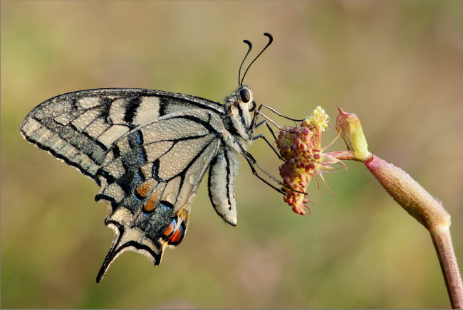 Обои картинки фото животные, бабочки, крылья, капли