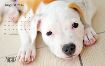 обоя календари, животные, щенок