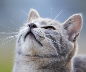 Картинка животные коты взгляд усы коте кошка кот киса