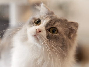 Картинка животные коты коте кошка кот киса взгляд