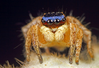 Картинка животные пауки лапки глазки макро паук джампер фон