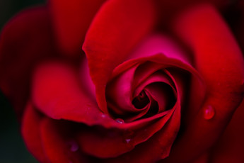 Картинка цветы розы роза лепестки цвет красный роса капли макро