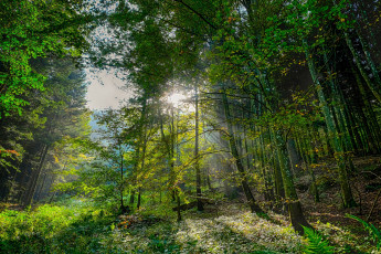 Картинка природа лес свет деревья