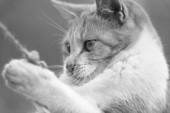 Картинка животные коты чёрно-белое киса кот моська усики игра