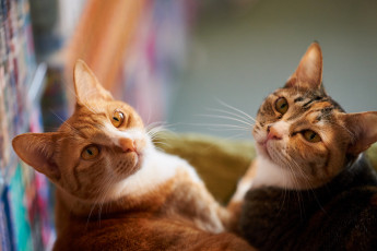 Картинка животные коты фон кошки пара