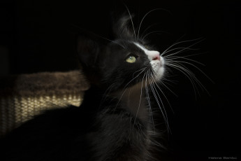 Картинка животные коты кошка усы свет