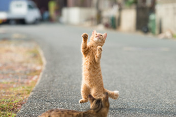 Картинка животные коты кот киса игра коте взгляд рыжий кошка