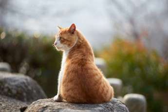 Картинка животные коты кот рыжий коте взгляд кошка киса