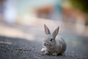 Картинка животные кролики +зайцы ушки кролик фон