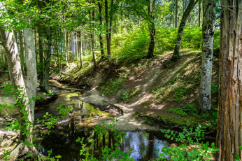 Картинка природа реки озера ручей лес