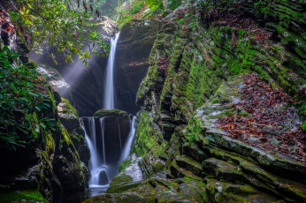 Картинка природа водопады скала лес растения водопад