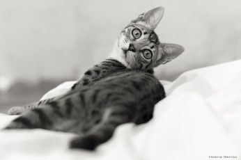 Картинка животные коты кошка чёрно-белое