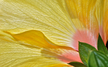 Картинка цветы гибискусы жёлтый макро лепестки цветок гибискус