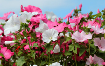 Картинка цветы лаватера розовые белые