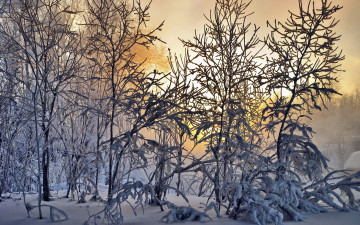 Картинка природа зима лес пейзаж снег