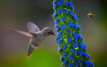 Картинка животные колибри природа цветок птица