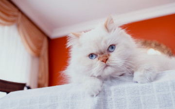 Картинка животные коты перс персидская кошка взгляд мордочка голубые глаза пушистый кот