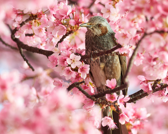 Обои картинки фото животные, птицы, цветы, красота, макро, розовые, птица, сакура, весна
