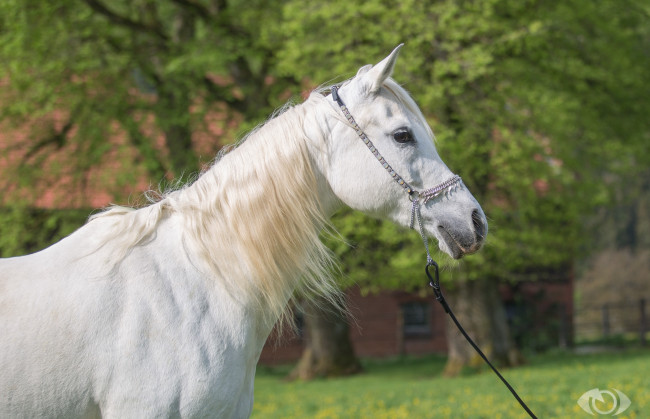 Обои картинки фото автор,  oliverseitz, животные, лошади, белый, грива, красавец