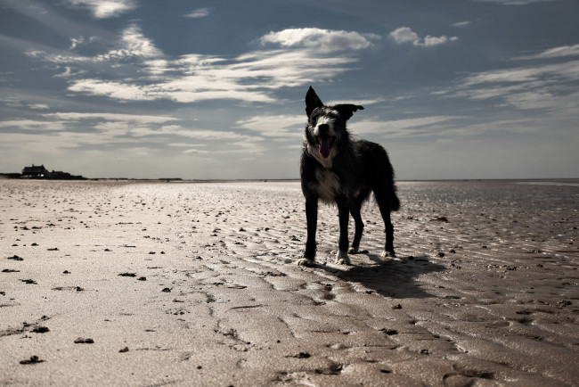 Обои картинки фото животные, собаки, друг, взгляд, собака, пляж