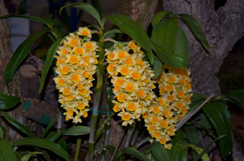 обоя цветы, орхидеи, цветение, flowers, flowering, orchids
