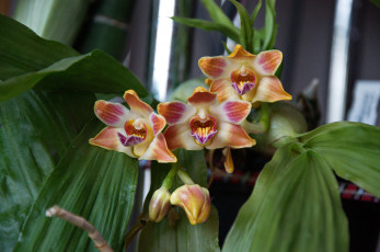 Картинка цветы орхидеи яркая орхидея цветение лепестки
