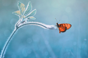 Картинка животные бабочки +мотыльки +моли макро ростение бабочка фон