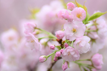 Картинка цветы сакура +вишня цветение цветочки листики нежно ветка