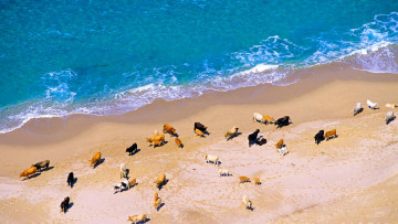 Картинка животные коровы +буйволы франция берег море