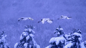 Картинка животные журавли зима птицы снег