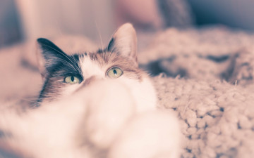 Картинка животные коты глядя глаза кот уши
