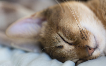 Картинка животные коты отдых спит животное макро кот