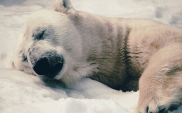 Картинка животные медведи морда полярный медведь отдых фон